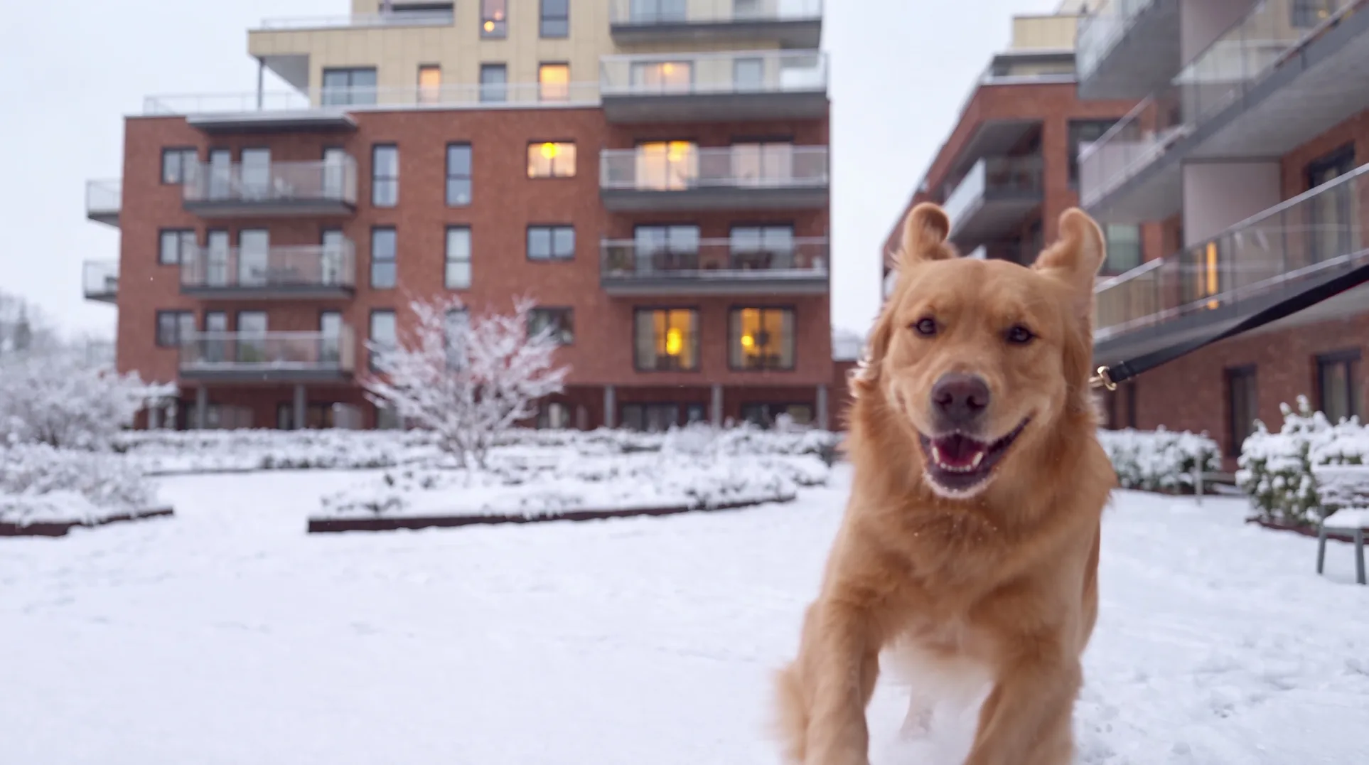 A golden retriever running through the first snow
